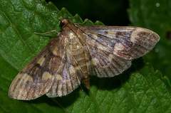 Herpetogramma pseudomagna