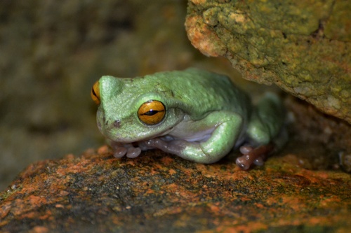 Plectrohyla avia