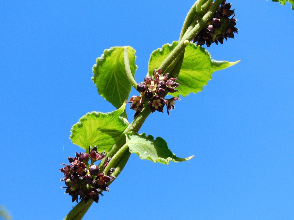 Ibatia friesii