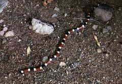 Micruroides euryxanthus