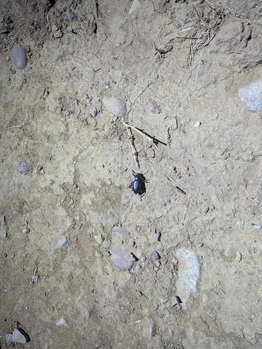 Eleodes acuticauda photo 5