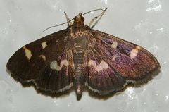 Herpetogramma luctuosalis