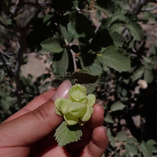 Image of Canyon ironwood by (c) Dominic McLean, some rights reserved (CC BY)