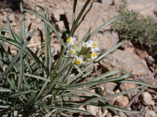 Image of Oreocarya capitata by (c) Dominic McLean, some rights reserved (CC BY)