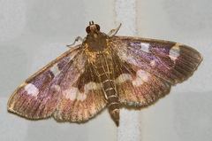 Herpetogramma luctuosalis