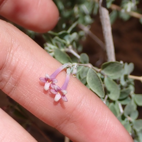 Desert snowberry (Symphoricarpos longiflorus)