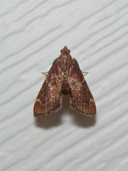 Hypsopygia intermedialis