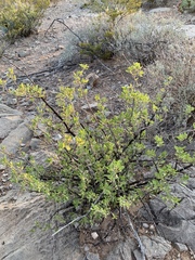 Forestiera pubescens pubescens