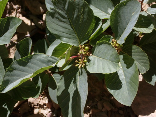 Image of Frangula obovata by (c) Dominic McLean, some rights reserved (CC BY)
