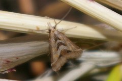 Diasemia accalis