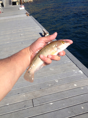 Halichoeres semicinctus