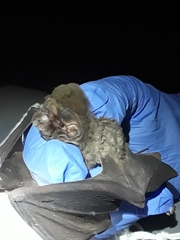 Mormoops megalophylla