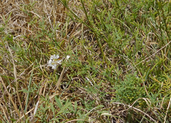 Dalea candida oligophylla