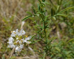 Dalea candida oligophylla