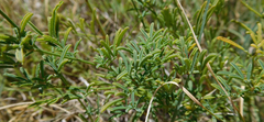 Dalea candida oligophylla