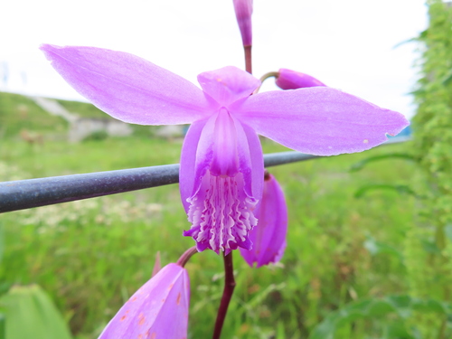 Bletilla striata