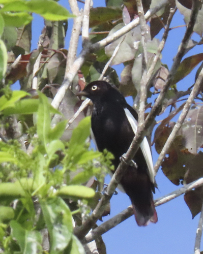 White-winged Cotinga