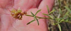 Dalea candida oligophylla