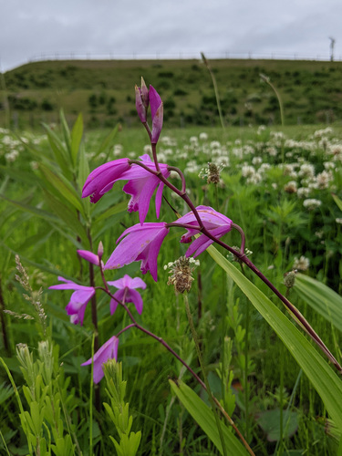 Bletilla striata