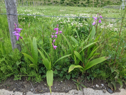 Bletilla striata