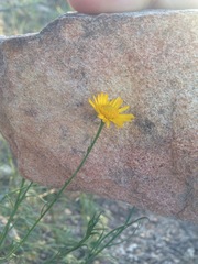 Gutierrezia conoidea