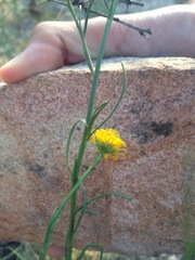 Gutierrezia conoidea