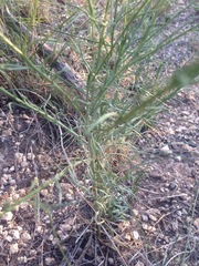 Gutierrezia conoidea