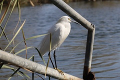 Snowy Egret photo 3