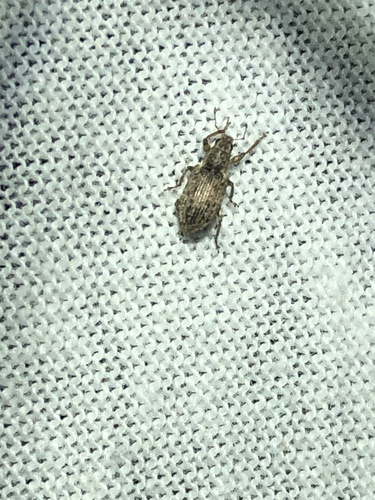 Sweetclover weevil photo 5