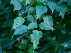 Acer oblongum, photograph (c) りなべる, some rights reserved (CC BY)