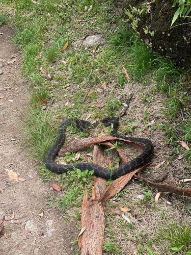 Coastal Carpet Python sighting