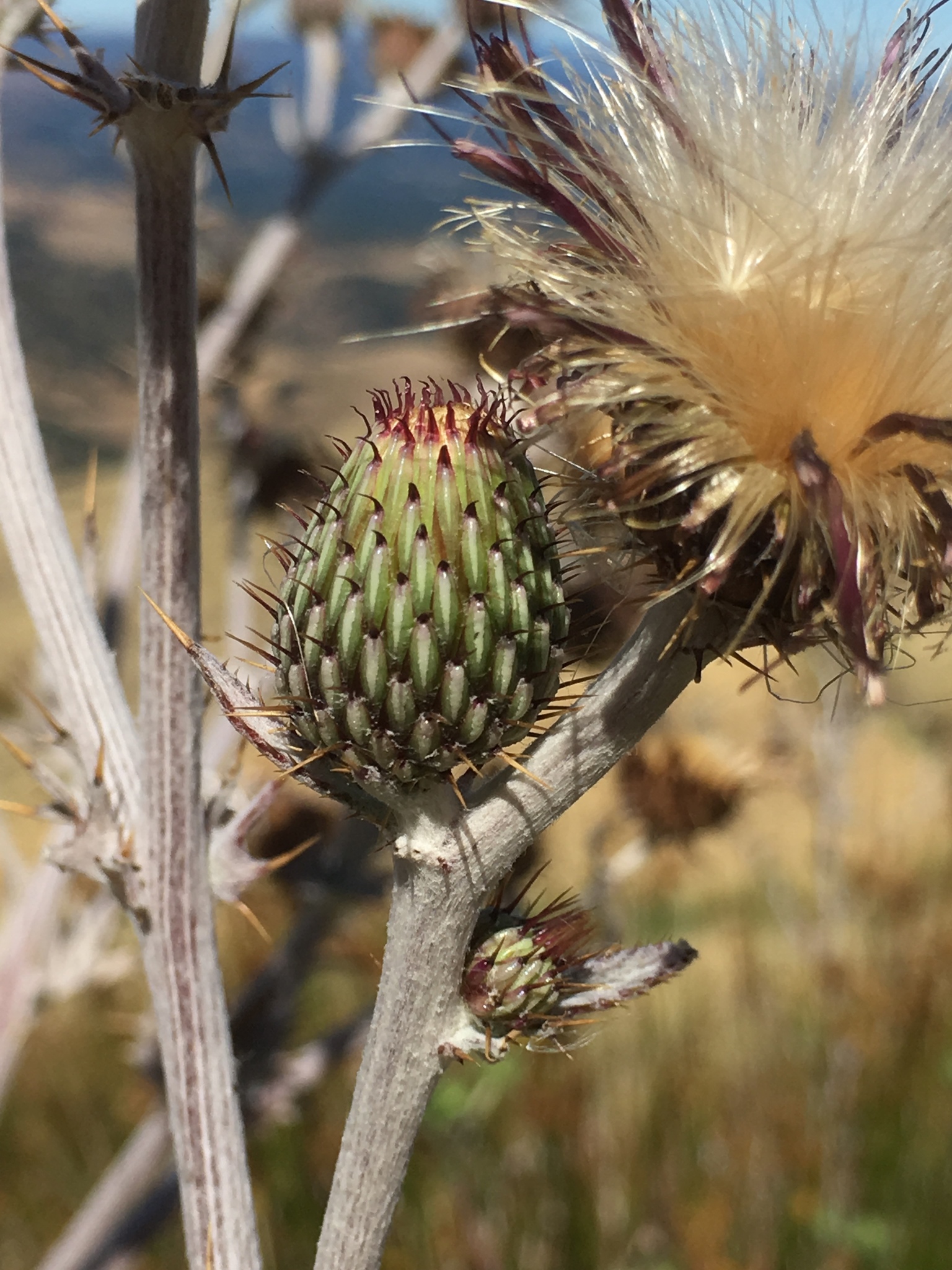 Cirsium douglasii var. douglasii