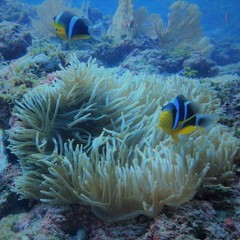 Amphiprion fuscocaudatus