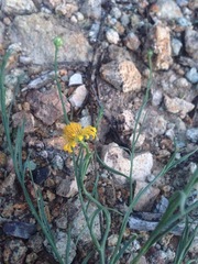 Gutierrezia conoidea