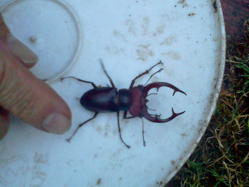 American Stag Beetle