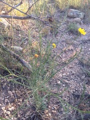 Gutierrezia conoidea
