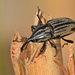 Sphenophorus australis - Photo (c) Steven Mlodinow, μερικά δικαιώματα διατηρούνται (CC BY-NC), uploaded by Steven Mlodinow