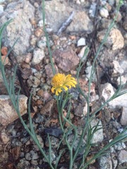 Gutierrezia conoidea