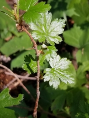 Ribes montigenum