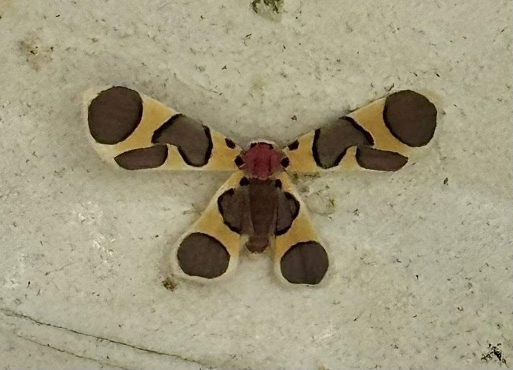 Alypophanes phoenicoxantha