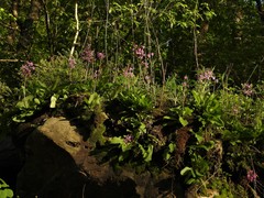 Primula fassettii