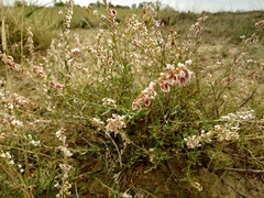 Atraphaxis decipiens