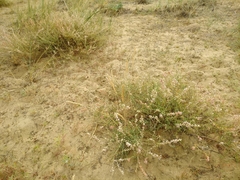 Atraphaxis decipiens