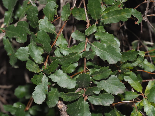 Quercus berberidifolia x cornelius-mulleri