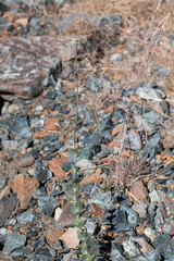 Streptanthus barbatus