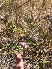 Clarkia amoena