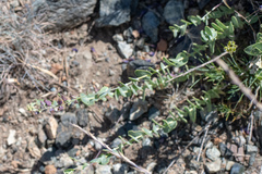 Streptanthus barbatus