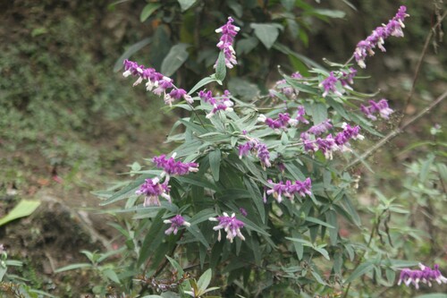 Image of Salvia leucantha by no rights reserved
