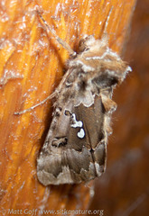 Autographa corusca