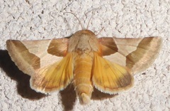 Schinia jaguarina